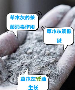 养花土木灰的作用