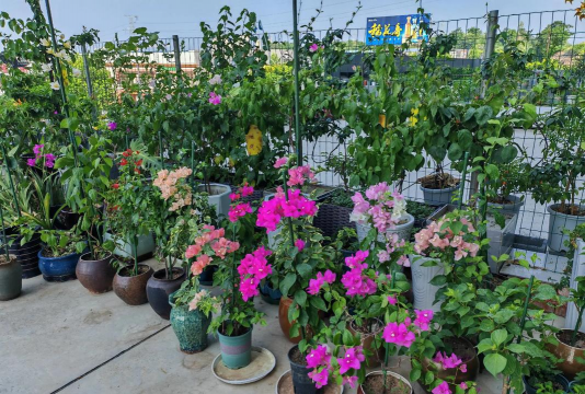 家庭养花用生根粉