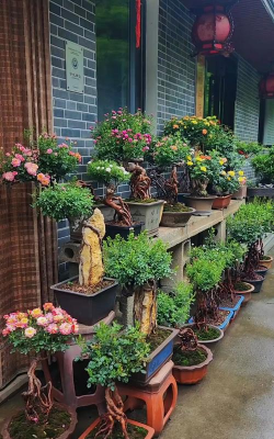 家庭养花用生根粉