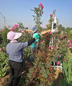 家庭养花用生根粉