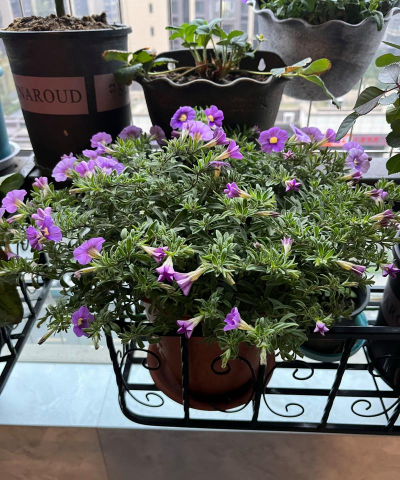 家庭养花用生根粉