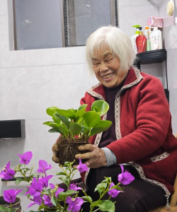 家庭养花用生根粉