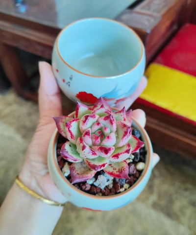 家庭养花用生根粉