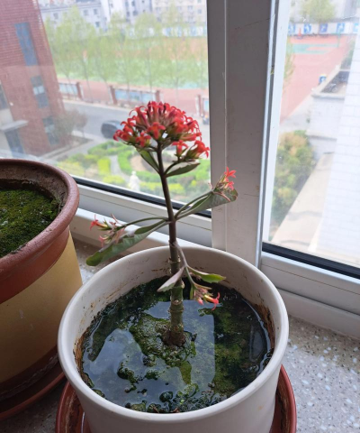 家庭养花用生根粉