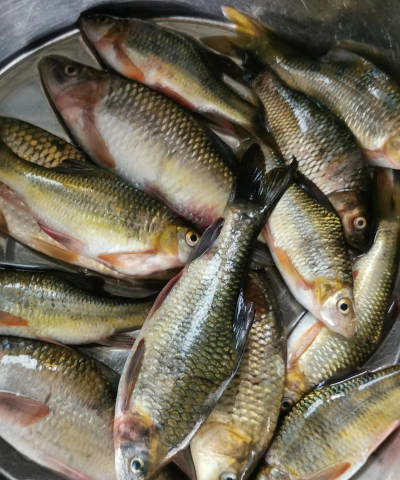 养花钓小鱼钓大鱼