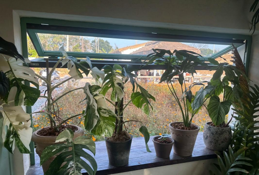 家庭养花用生根粉