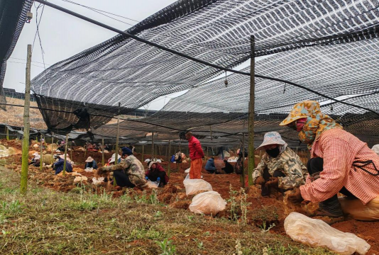 家庭养花用生根粉