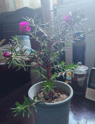 家庭养花用生根粉