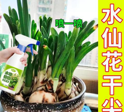 家庭养花用生根粉