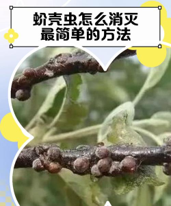 什么虫子吃介壳虫