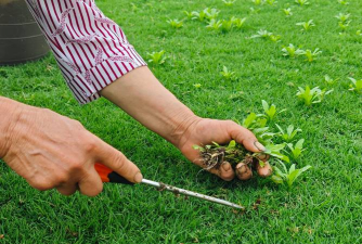 家庭养花用生根粉