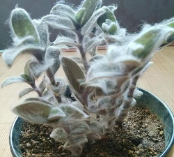 白雪姬怎么养殖