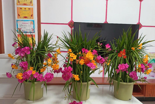 家庭养花用生根粉