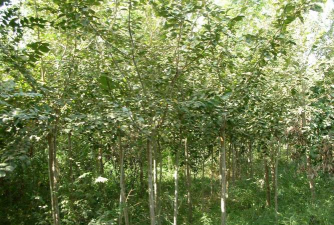 新疆大叶榆及栽培