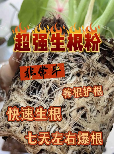 家庭养花用生根粉