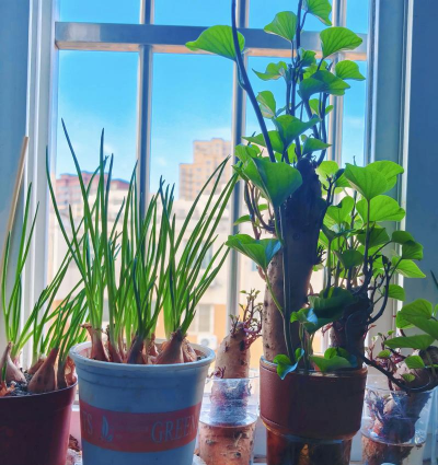 家庭养花用生根粉