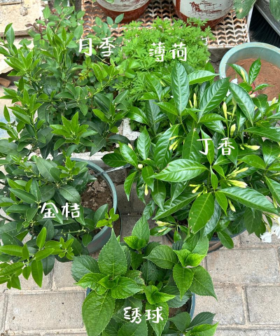 家庭养花用生根粉