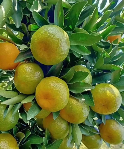 芦柑皮可以养花吗