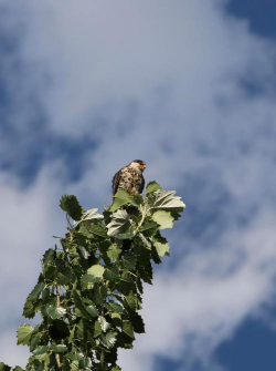 白杨这是什么鸟