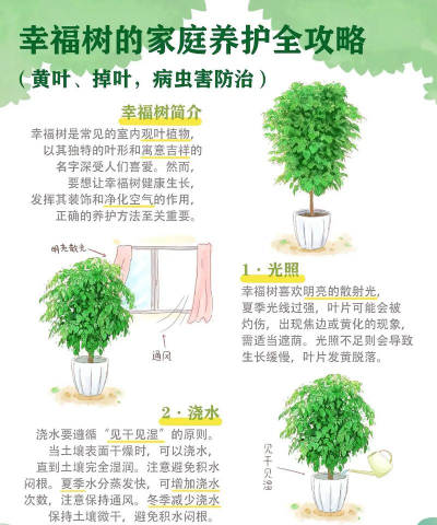 如何养幸福树