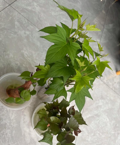 家庭养花用生根粉