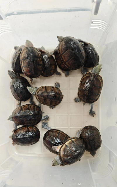 麝香龟混养花龟