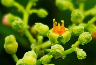 绞股蓝开的什么花