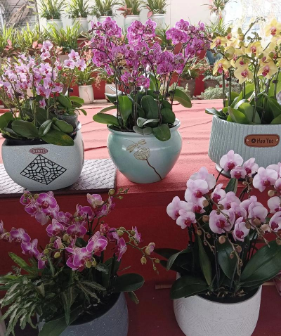 家庭养花用生根粉