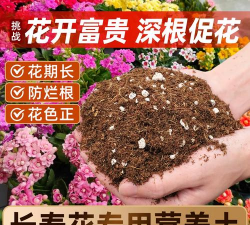 家庭养花用生根粉