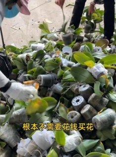 家庭养花用生根粉