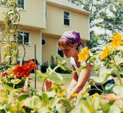 家庭养花用生根粉