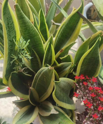 家庭养花用生根粉