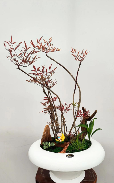 家庭养花用生根粉