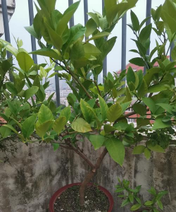 养花匠小齐 柠檬