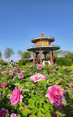 大兴黄村养花基地