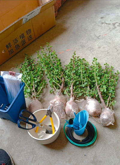 家庭养花用生根粉