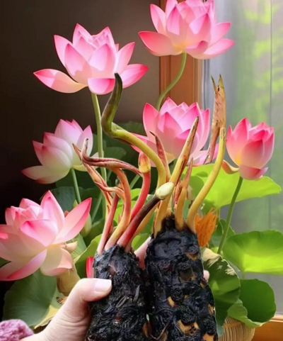 家庭养花用生根粉