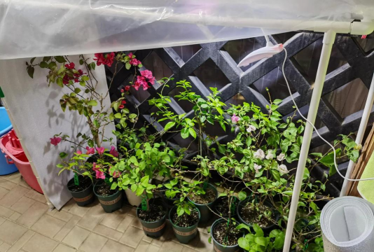 家庭养花用生根粉