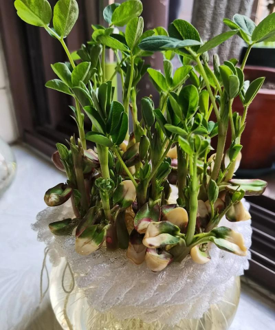 家庭养花用生根粉