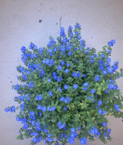 蓝星花水养花期