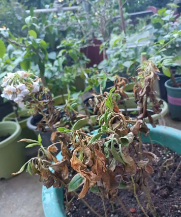 家庭养花用生根粉