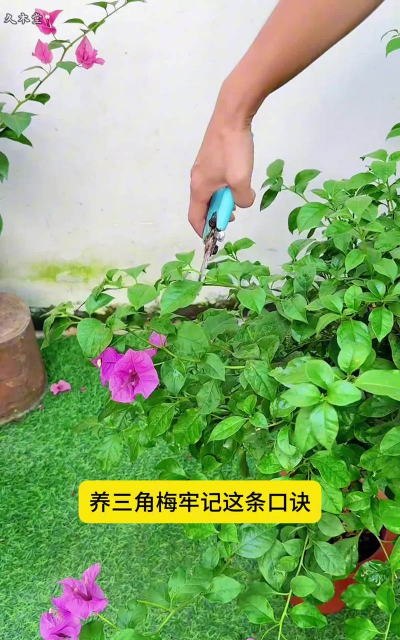 家庭养花用生根粉