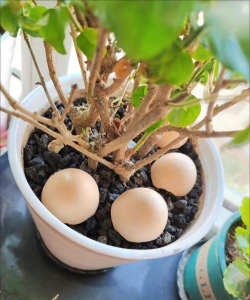 微酸矿物盐怎样养花