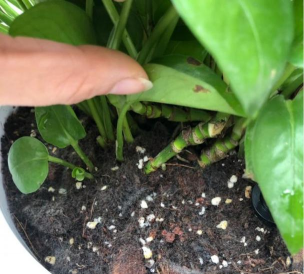 家庭养花用生根粉