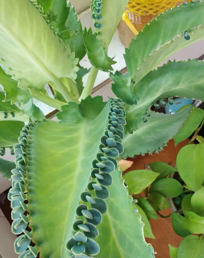 绿化景观设计，提升环境品质，创造宜人空间