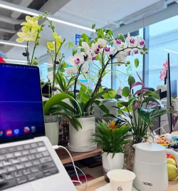 庭院景观绿化设计，打造舒适空间，提升生活品质