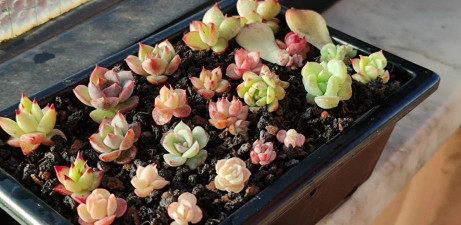 栽培方法，掌握关键技巧，轻松收获丰硕果实