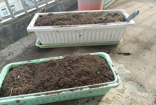 栽培方法，掌握关键技巧，轻松收获丰硕果实