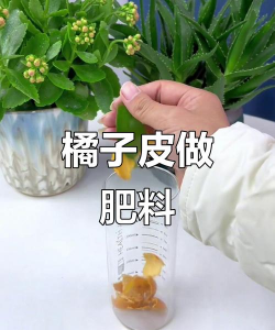 栽培方法，掌握关键技巧，轻松收获丰硕果实