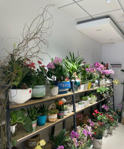 栽培方法，掌握关键技巧，轻松收获丰硕果实